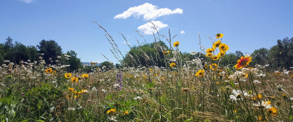 Wildflowers