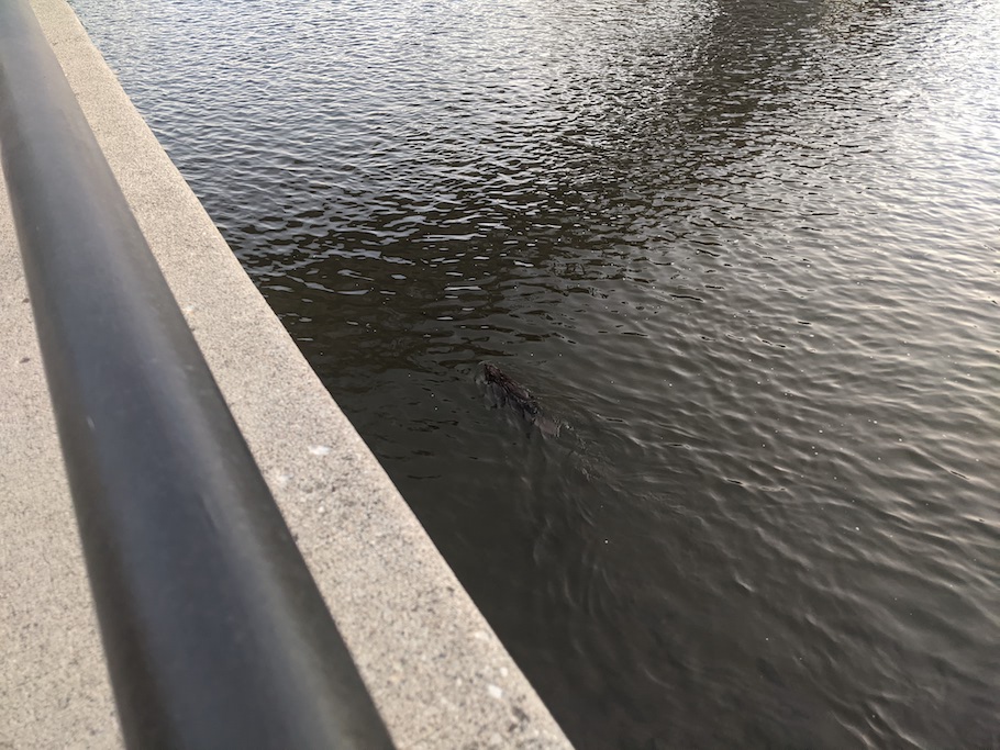 Beaver swimming in a river