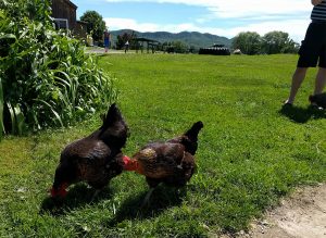 Chickens at Cook's Farm