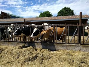 Cows at Cook's Farm